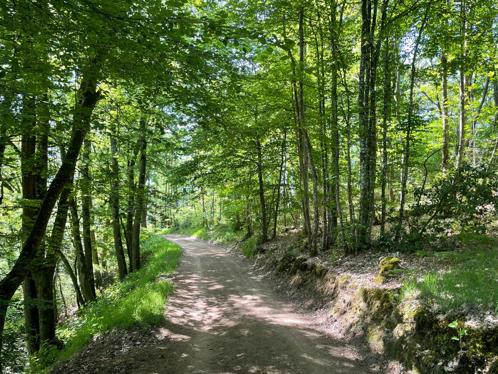 Sentier nature sous les arbres